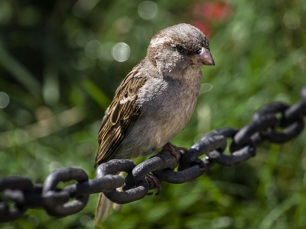 Все ходит по цепи кругом. - Александр Все ходит по цепи кругом. - Александр