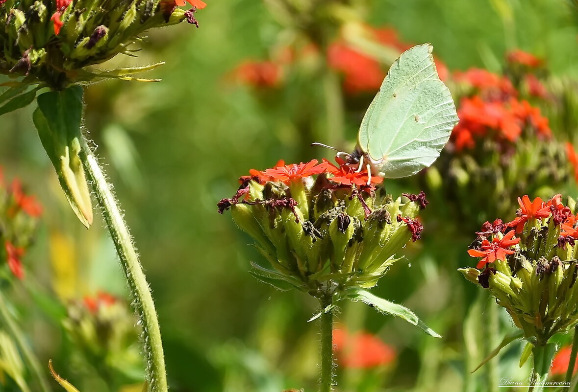 Лимонница. - DianaVladimirovna 