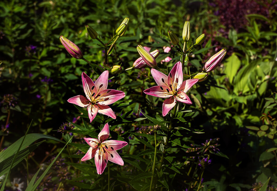 Летний мотив - Владимир Кроливец Летний мотив - Владимир Кроливец