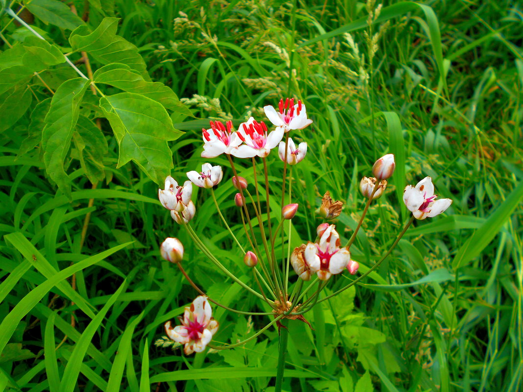 Сусак зонтичный - Игорь Чуев