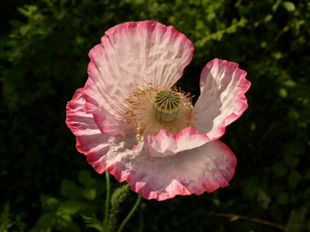 Мак - Николай 