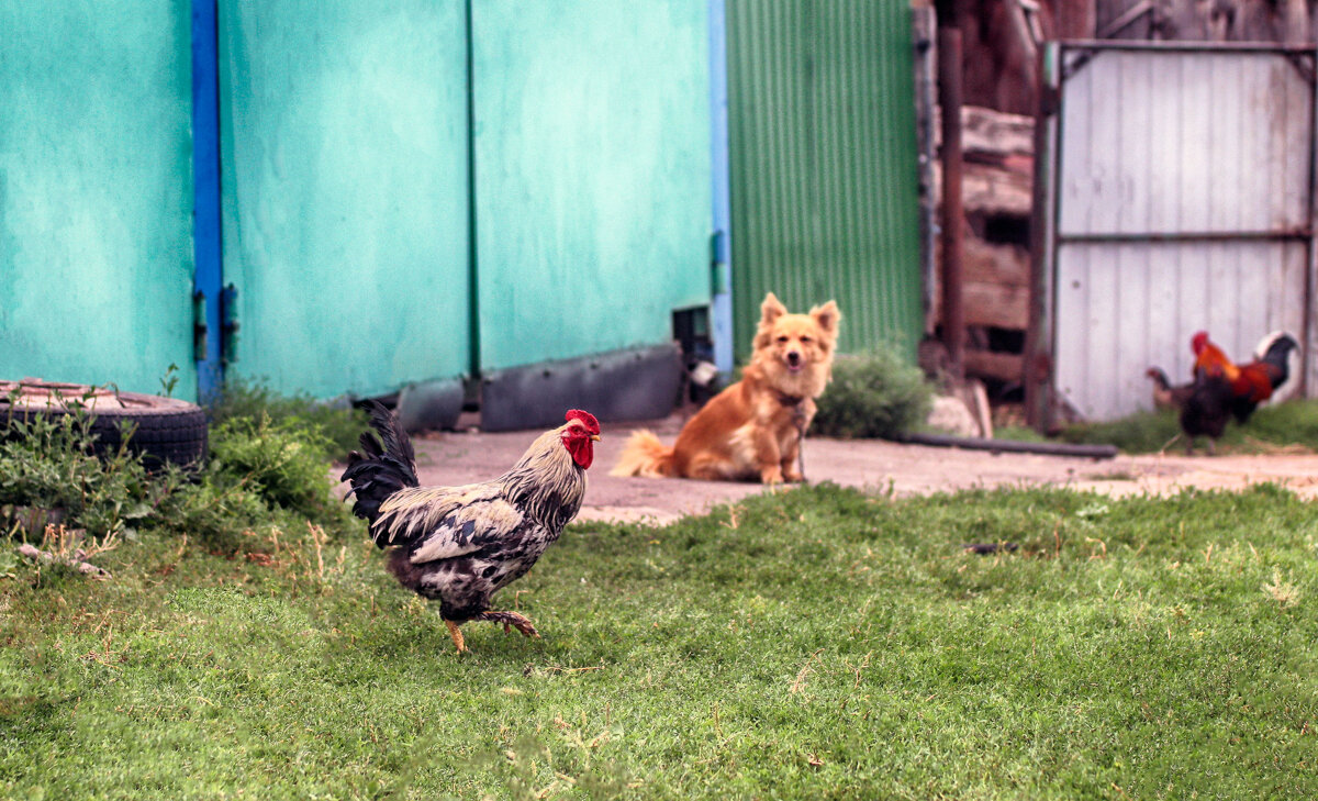 *** - Александр Александров