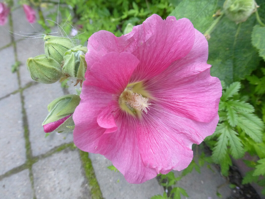 Цветы при храме - Наиля Цветы при храме - Наиля