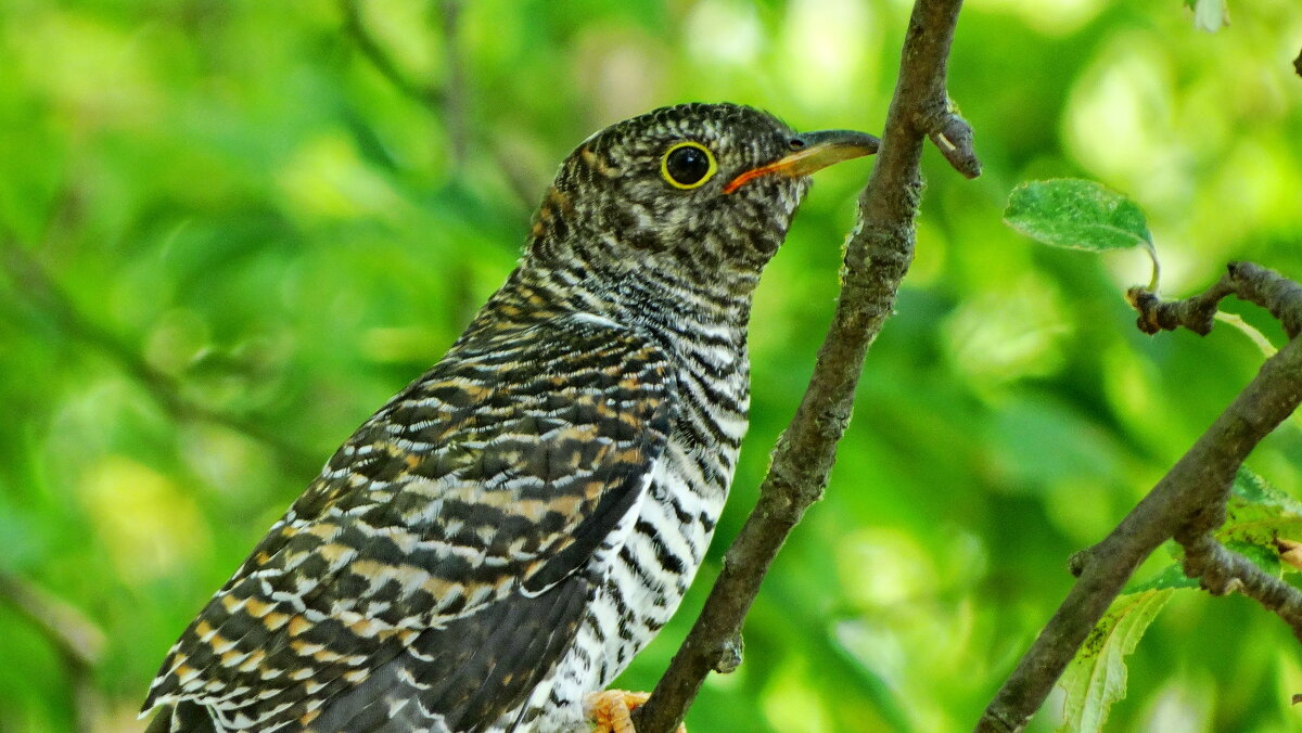 Обыкнове́нная куку́шка (лат. Cuculus canorus) - ivan 