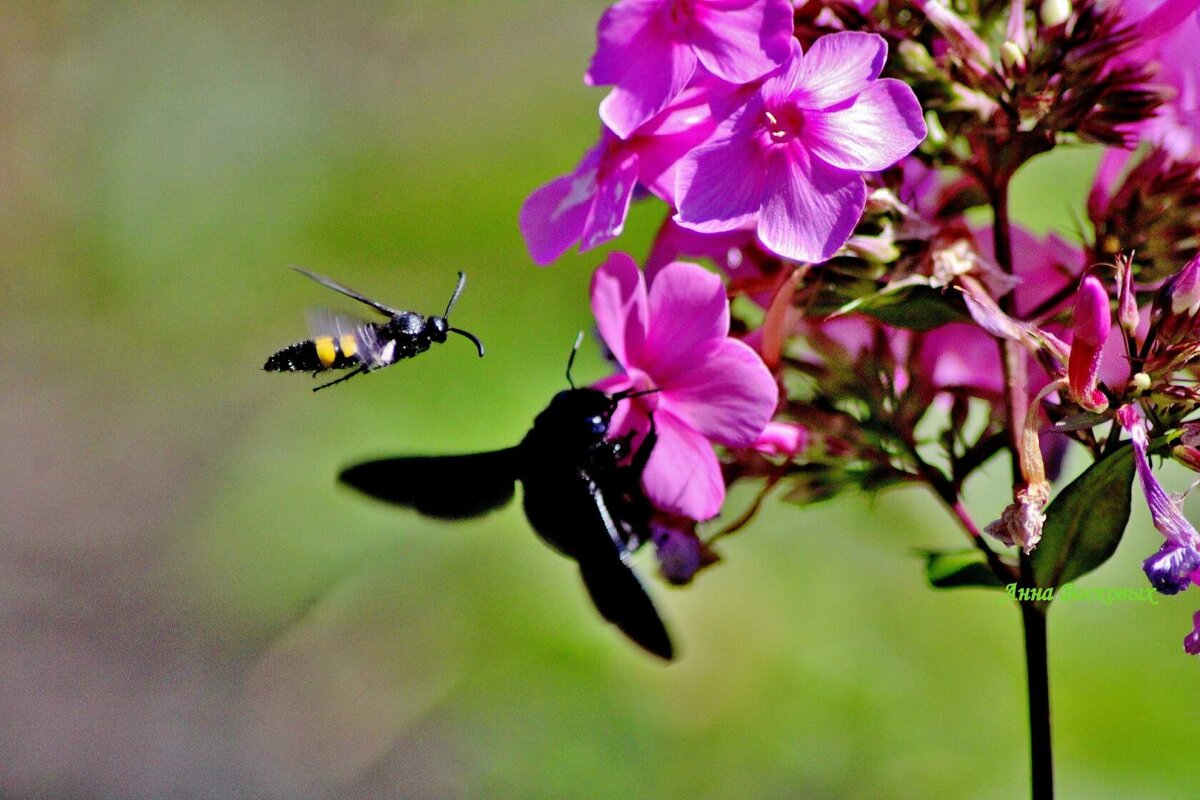 Насекомыши. - Восковых Анна Васильевна Насекомыши. - Восковых Анна Васильевна