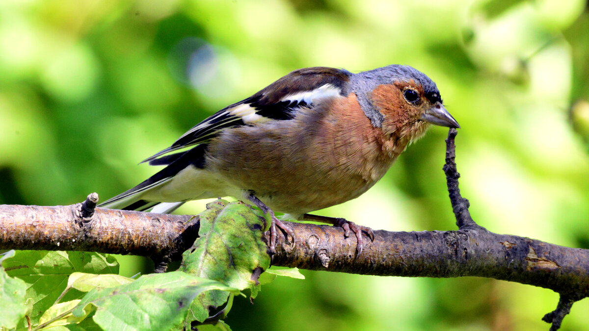 Зяблик - Сергей Зяблик - Сергей