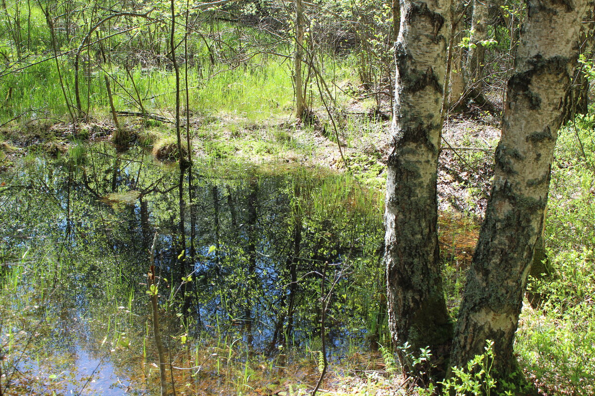 Лесной этюд - Григорий охотник Лесной этюд - Григорий охотник