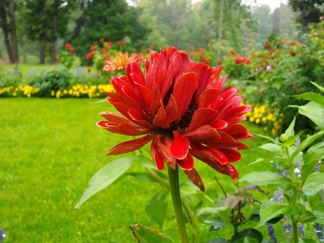 Цинния после дождя. - Лия ☼