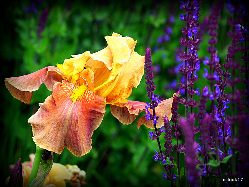 цветы радости жизни - Олег Лукьянов