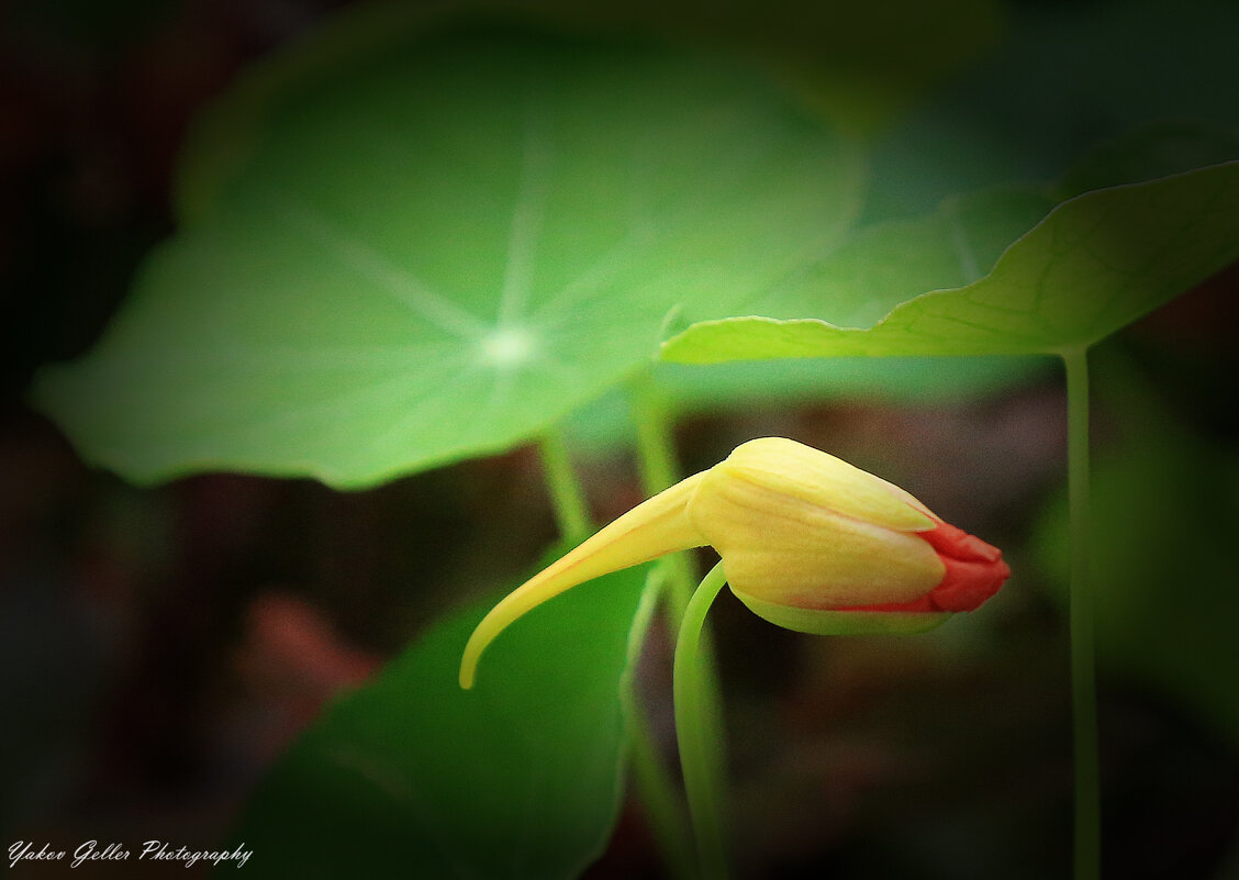 Цветок - Яков Геллер Цветок - Яков Геллер