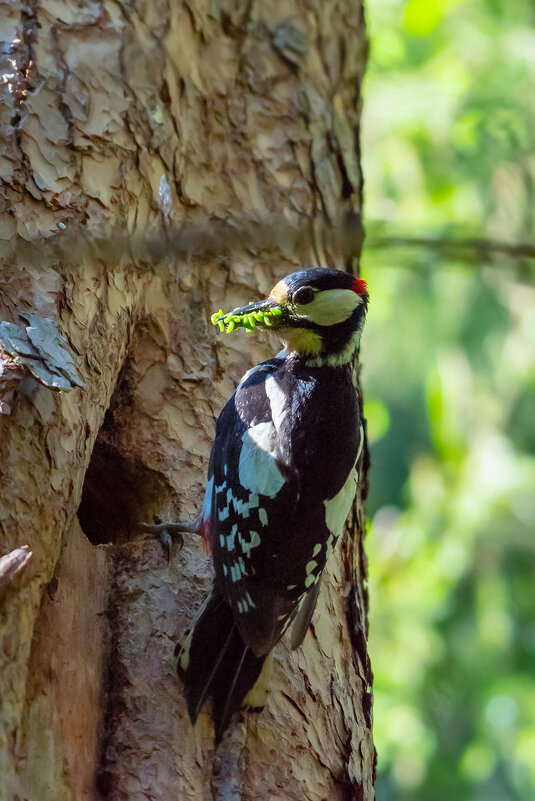 Дятел - Владимир Лазарев Дятел - Владимир Лазарев