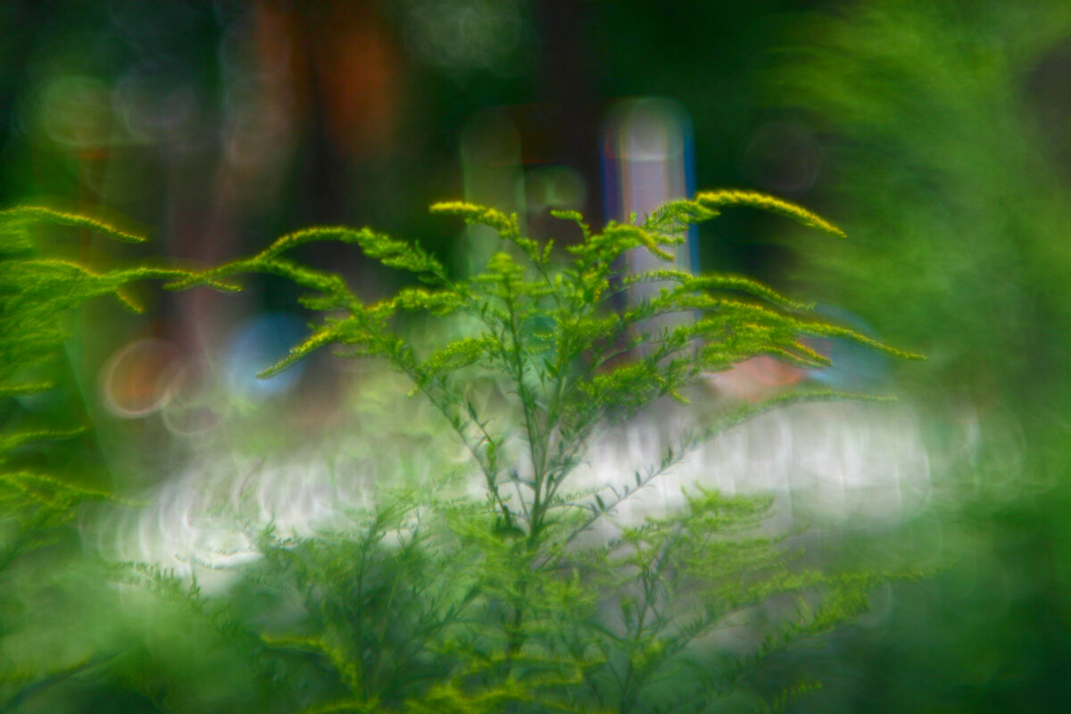 снято на объектив-ахромат - Гонорий Голопупенко снято на объектив-ахромат - Гонорий Голопупенко