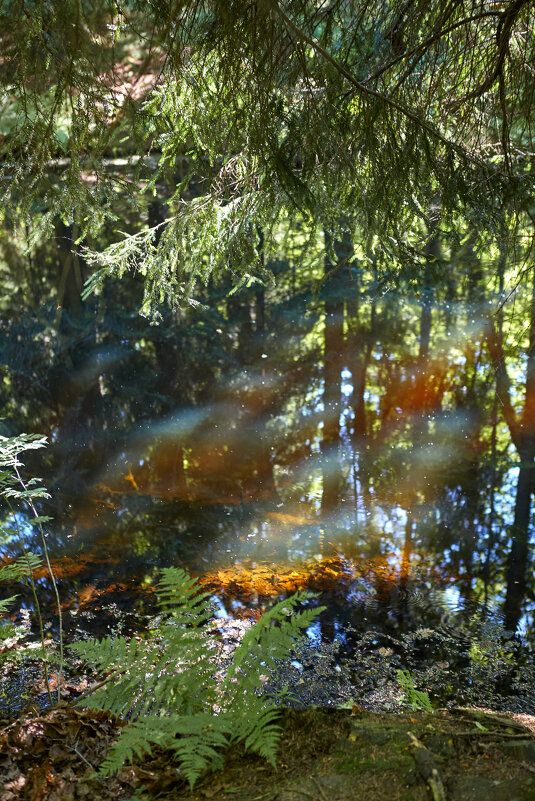 Волшебный свет - Ольга Полуэктова