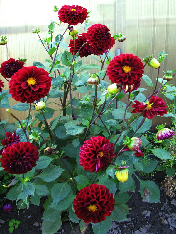 Красотки - Людмила Смородинская