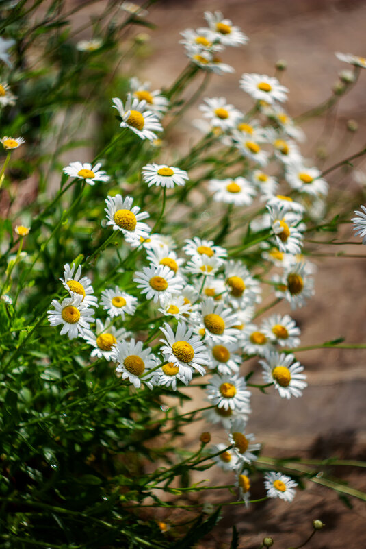 Ромашки - Galina Ivanova Ромашки - Galina Ivanova