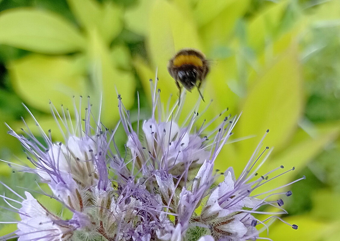 Полет шмеля - Александр Чеботарь