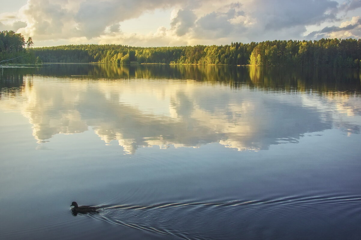 *** - Сергей  Могутов 