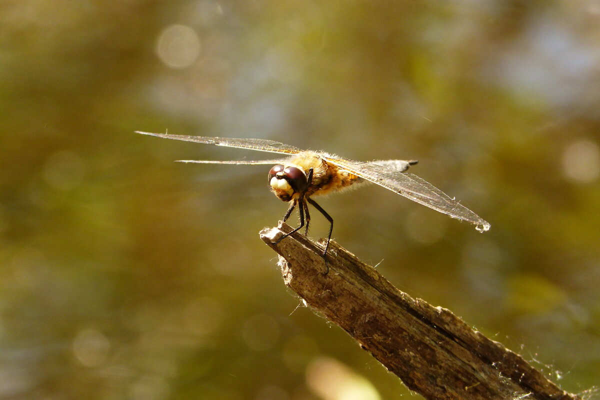 и про стрекозок...16 - Александр Прокудин и про стрекозок...16 - Александр Прокудин