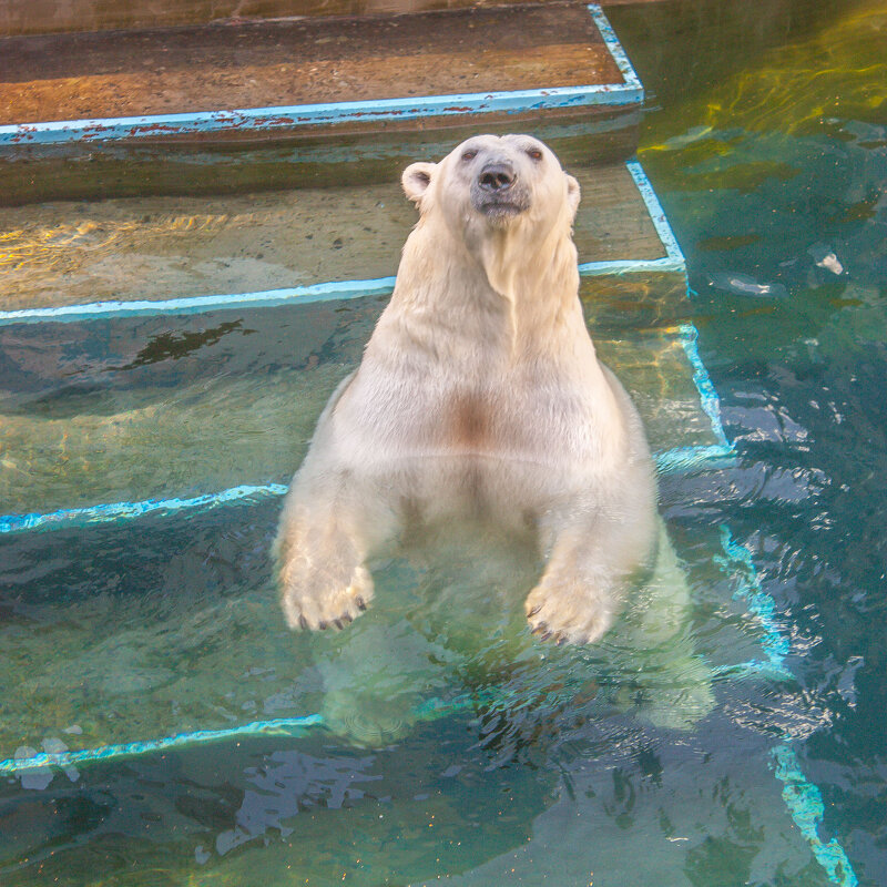 ГЕРДА - аркадий 