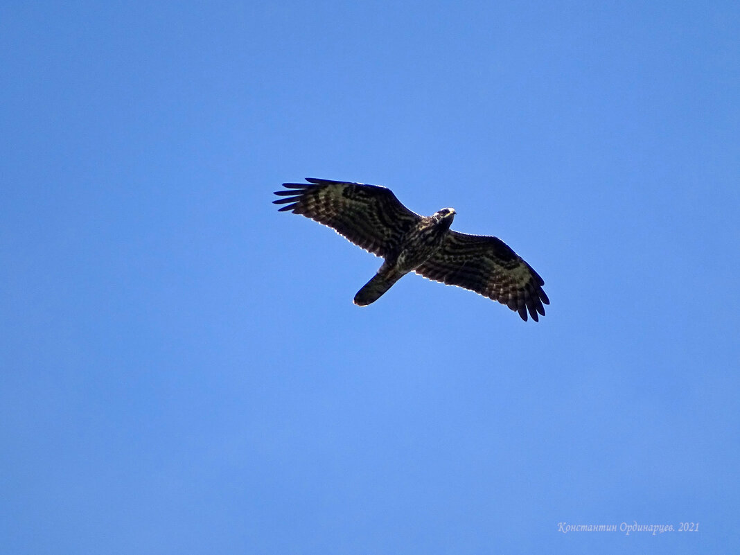 Осоед - Константин Ординарцев Осоед - Константин Ординарцев