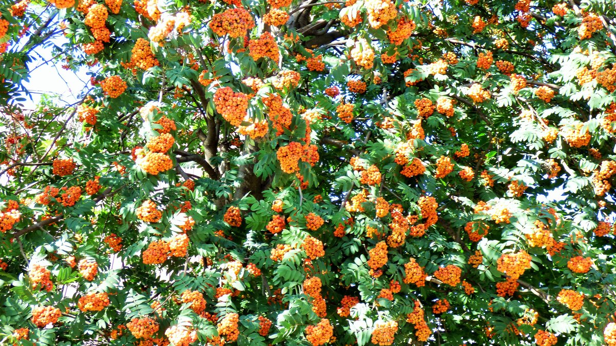 Август 2021 г - Oksana *** Август 2021 г - Oksana ***