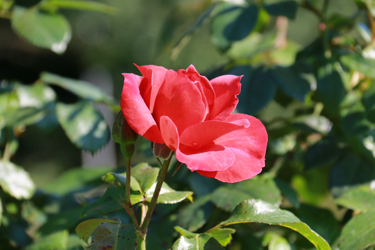 классика - Владимир Холодницкий классика - Владимир Холодницкий