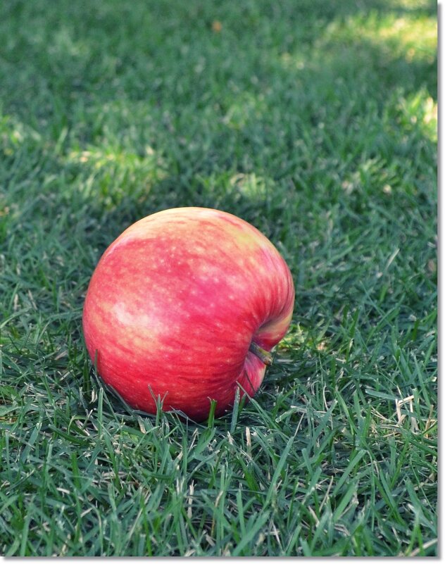 Август дозреет яблоком... - MaxMix 