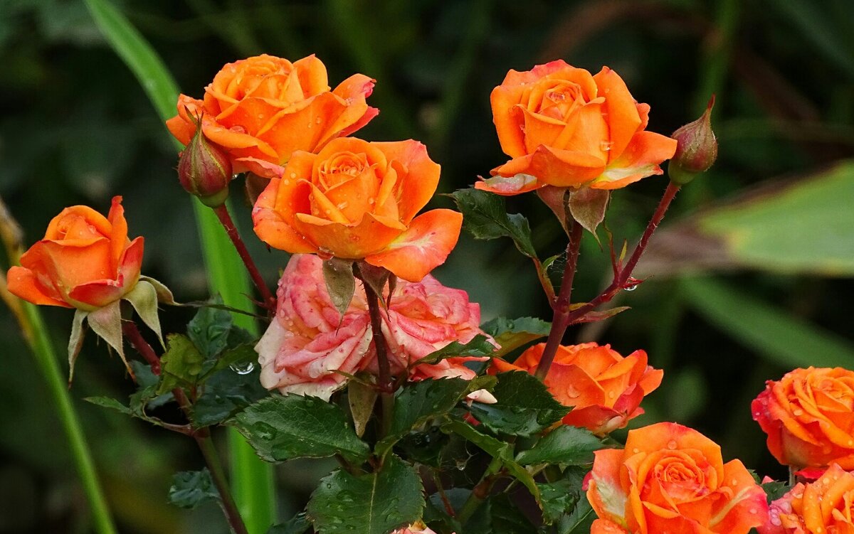 Розы на городских клумбах. - Милешкин Владимир Алексеевич Розы на городских клумбах. - Милешкин Владимир Алексеевич