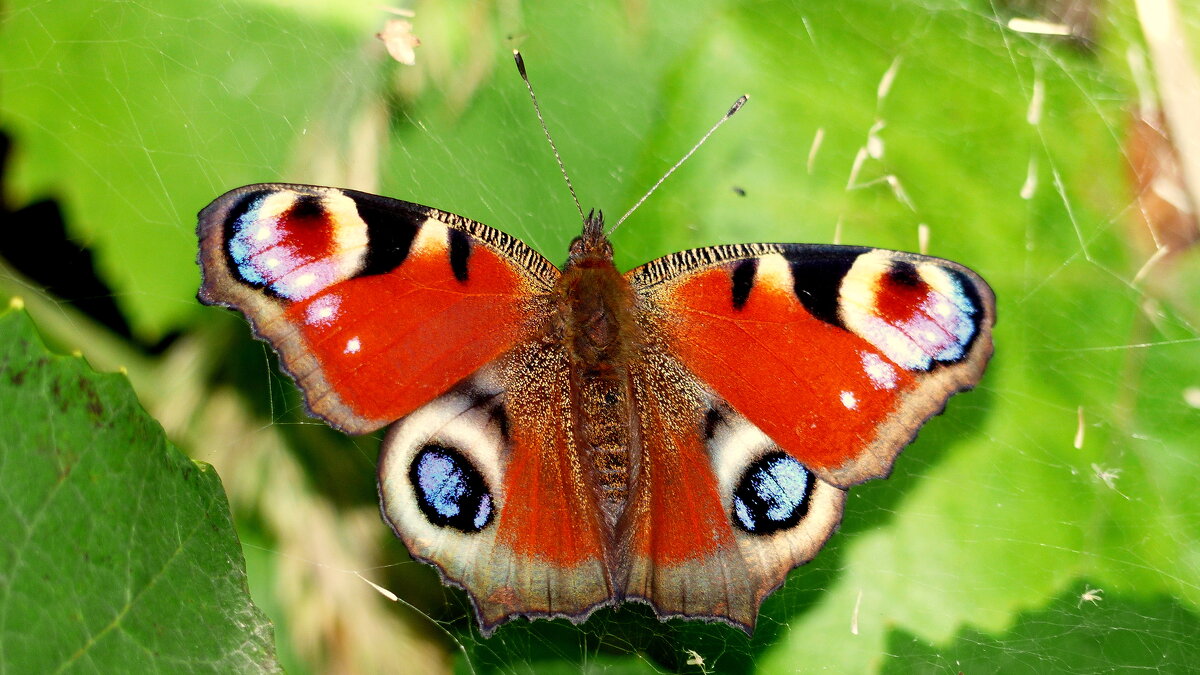 и снова бабочки...31 - Александр Прокудин и снова бабочки...31 - Александр Прокудин