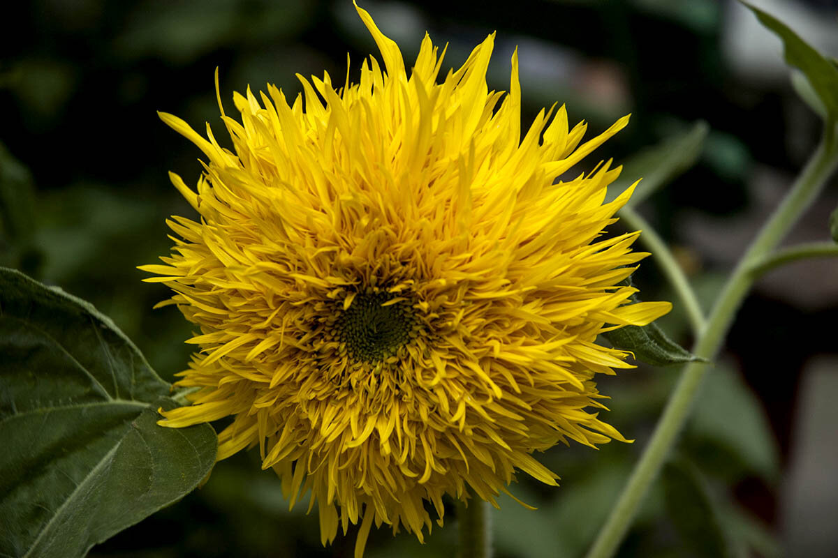 Солнышко. - Николай Сидаш Солнышко. - Николай Сидаш