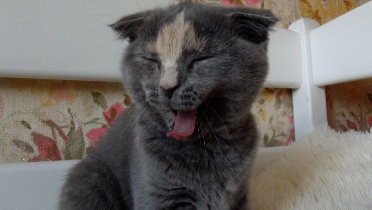 Портрет кошечки Сони - Виктор Тарасюк Портрет кошечки Сони - Виктор Тарасюк