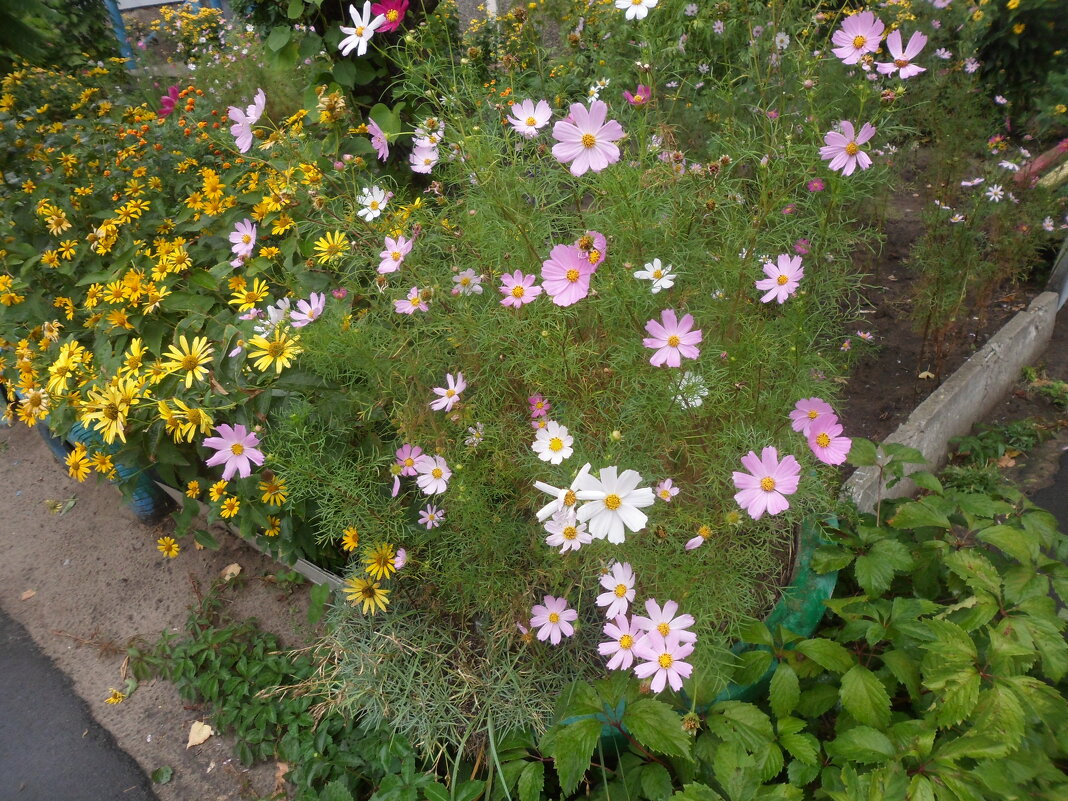 Космея - Галина Космея - Галина