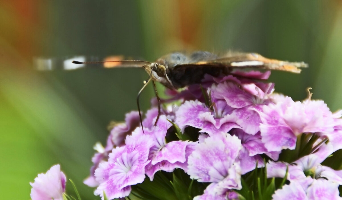 Было лето... - Нина Синица Было лето... - Нина Синица