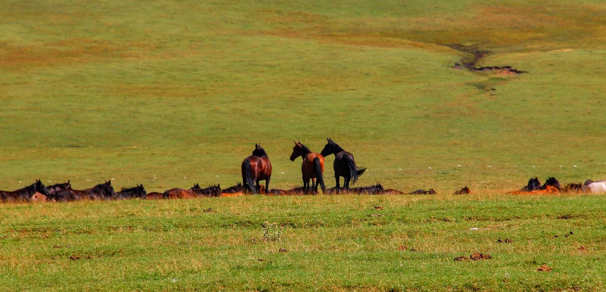 Вожаки рулят - Вячеслав Случившийся
