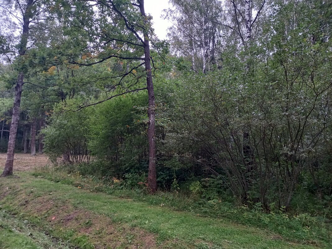 В Баболовском парке - Сапсан 