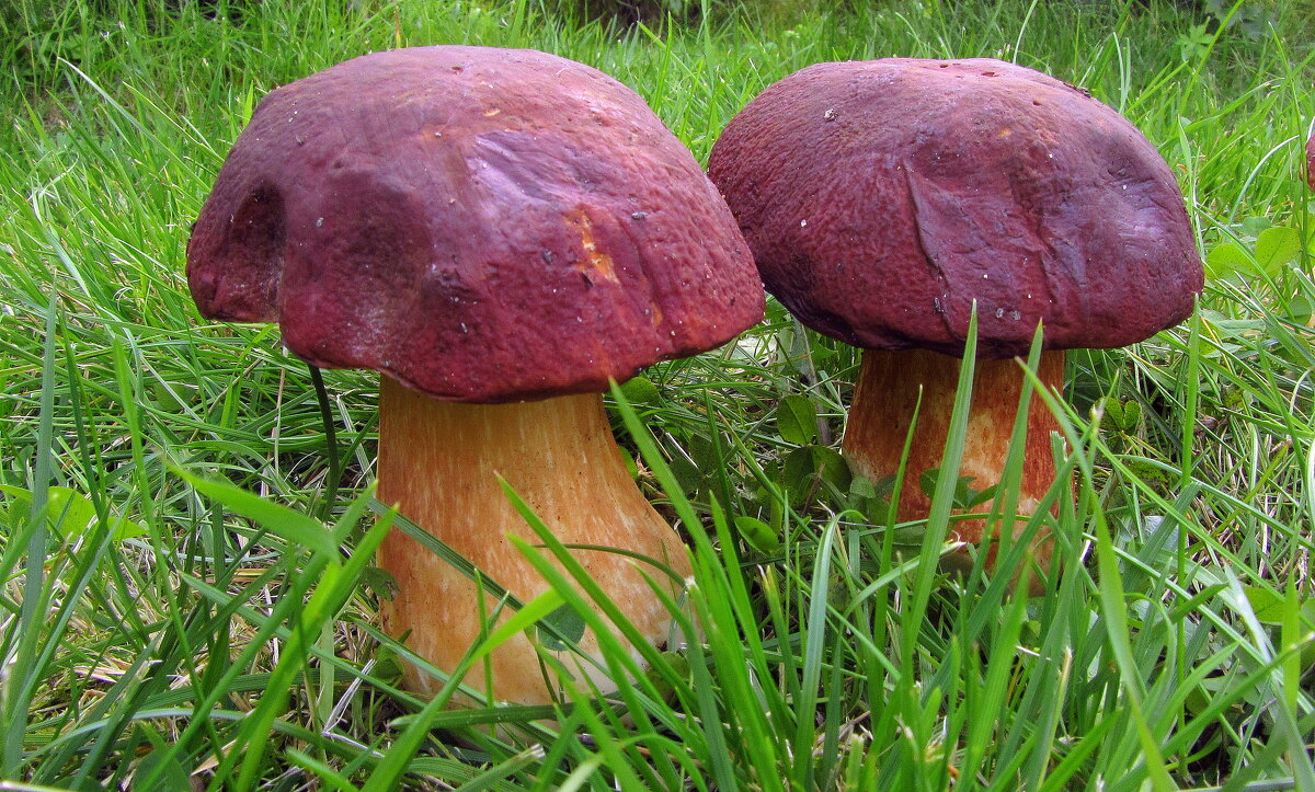 Белые грибы. - Галина Полина Белые грибы. - Галина Полина