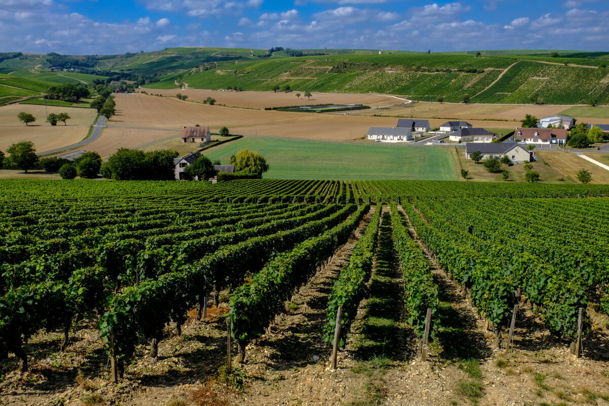 Виноградники региона Cансерр (Sancerre) (2) - Георгий А