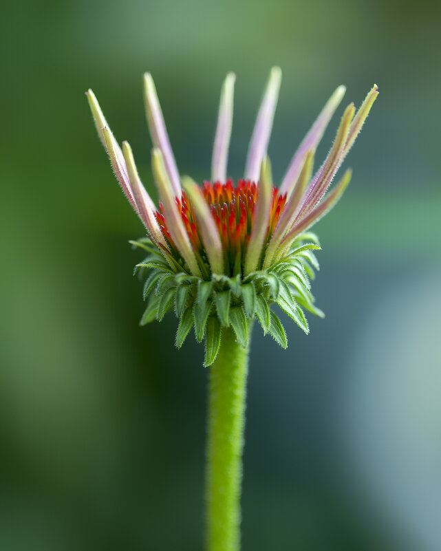 bud - Zinovi Seniak