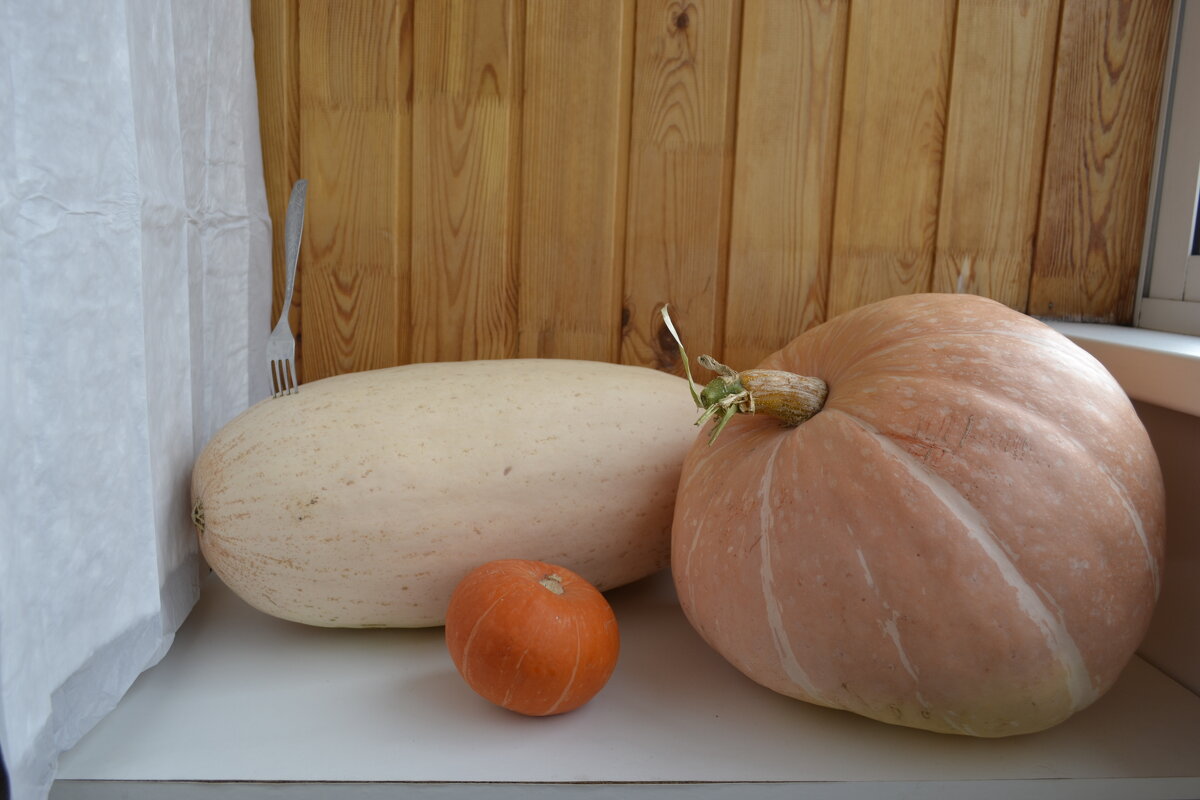 три тыквы - Ольга Грязных три тыквы - Ольга Грязных