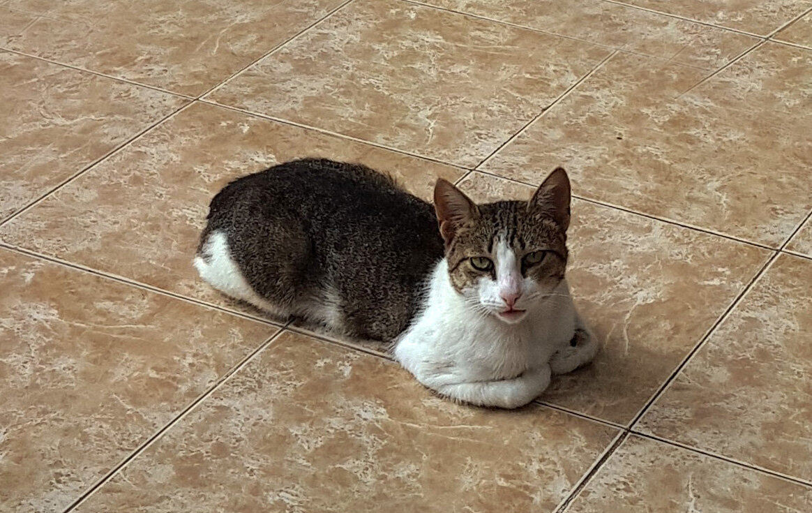 Уютно устроился - Наталья (D.Nat@lia) Уютно устроился - Наталья (D.Nat@lia)