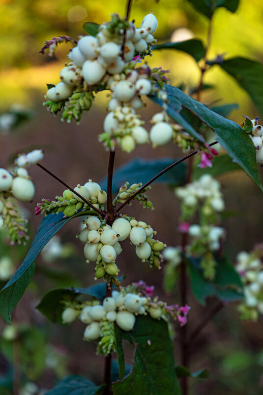 Снежноягодник - Владимир Кроливец Снежноягодник - Владимир Кроливец