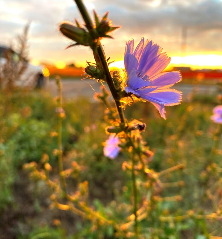 В лучах заката - Savayr В лучах заката - Savayr