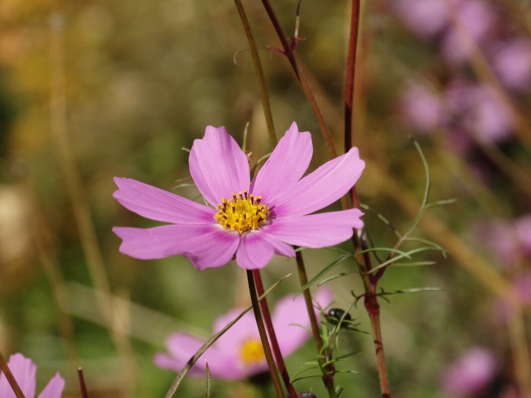 Сегодня наступила осень... - yusuf alili Сегодня наступила осень... - yusuf alili