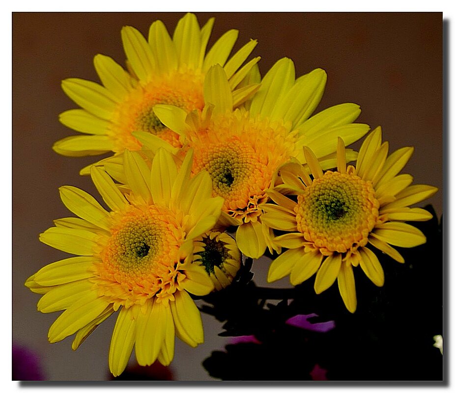 ЗВЁЗДОЧКИ НАДЕЖДЫ, ЗВЁЗДОЧКИ МЕЧТЫ - Анатолий Восточный ЗВЁЗДОЧКИ НАДЕЖДЫ, ЗВЁЗДОЧКИ МЕЧТЫ - Анатолий Восточный