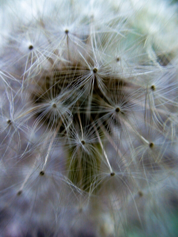 Одуванчик - Андрей Анкудинов