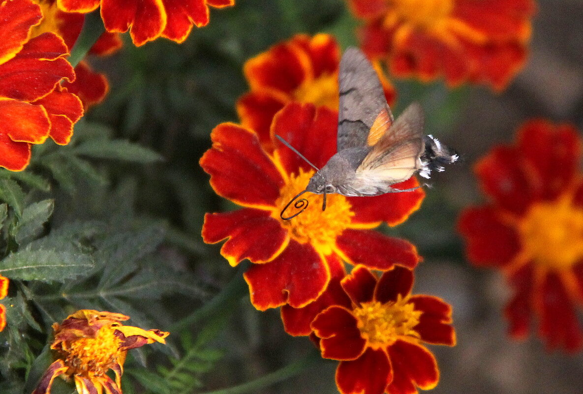 ** - Vlad Сергиевич ** - Vlad Сергиевич