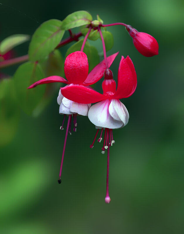 fuchsia - Zinovi Seniak