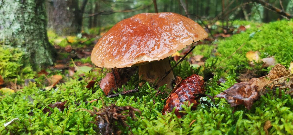 После дождя - Андрей Шибаев