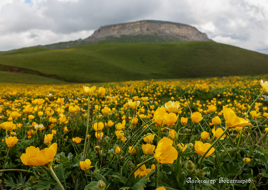 Цветочки - Александр Богатырёв