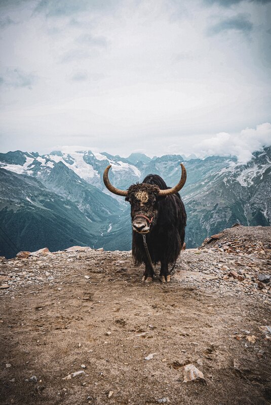 yak - Алексей Сафонов yak - Алексей Сафонов